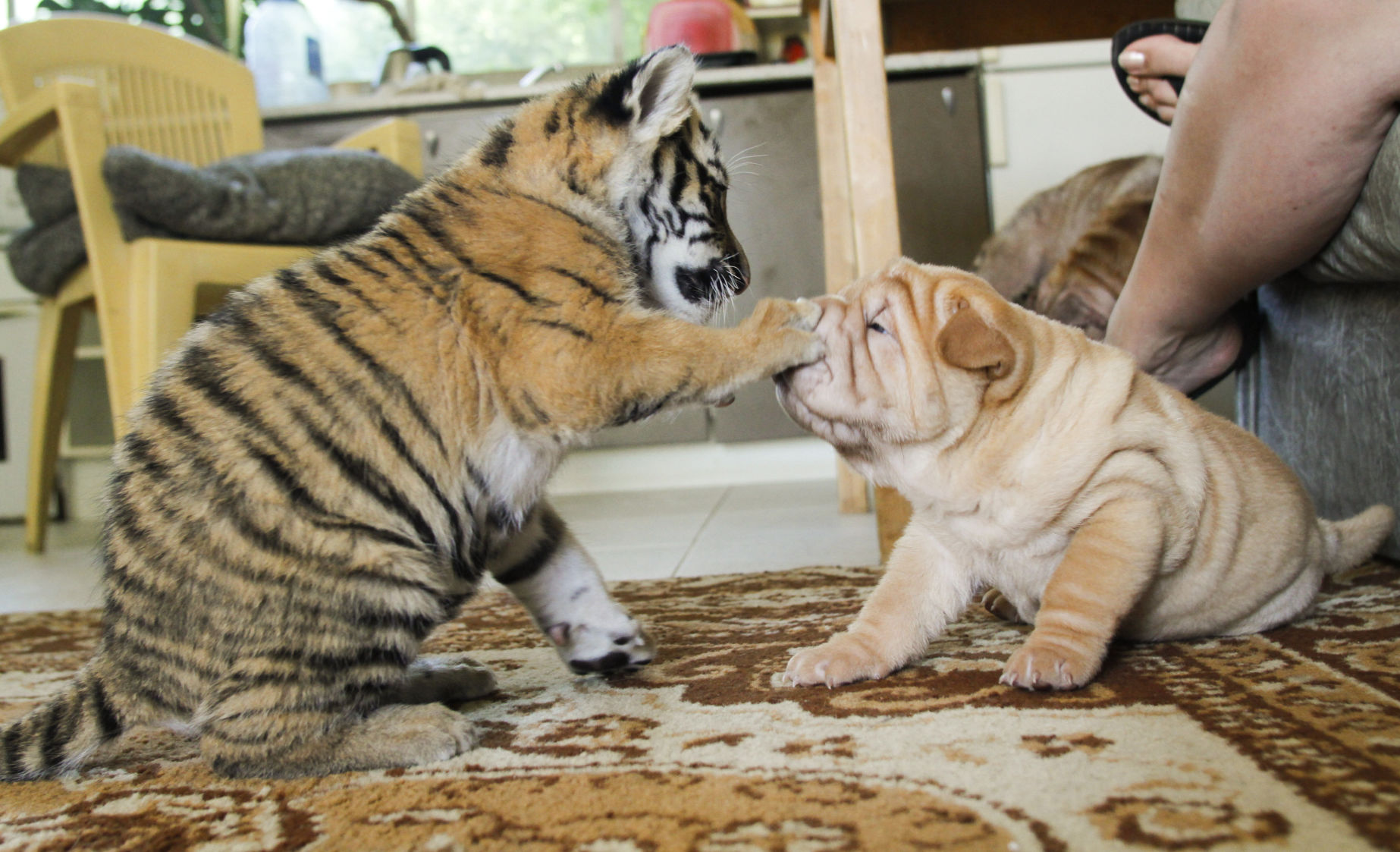 Russia Baby Tigers